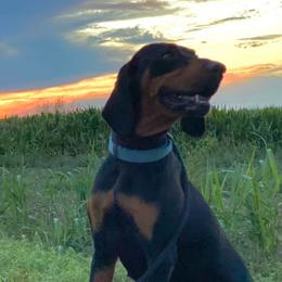 Black and Tan Coonhounds from BT Coonhound