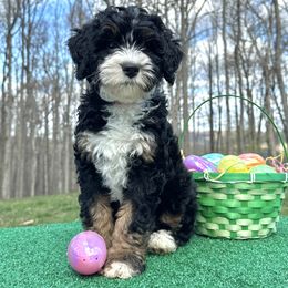 Blossom - Tri-color Bernedoodle puppy in Birdsboro, Pennsylvania from Jetta's Pups