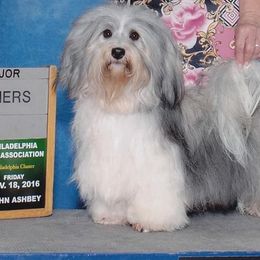 Hubble - Havanese