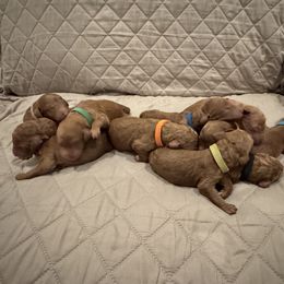 Male 6 - Apricot male Poodle puppy in Riverside, California from Riverside red poodles