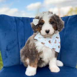 Cider (girl) - Blue merle female Bernedoodle puppy in Bellville, Ohio from Bernedoodle Buddies