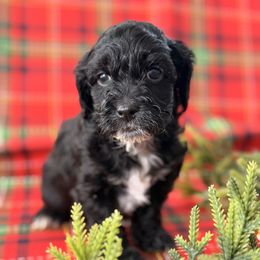 Zuckerman - Black white and tan male Cockapoo puppy in Saint Louis, Missouri from Jax Doodles