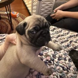 Bean - Fawn male Pug puppy in Vader, Washington from Tanori Kennels