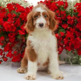 Peach (socialization program grad) - Red female Bernedoodle puppy in Dundee, Ohio from Down Home Doodle