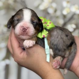 Green - Merle male Bernedoodle puppy in Yuciapa, California from AlltheDoodlez_
