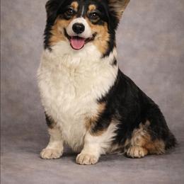 Shania - Pembroke Welsh Corgi