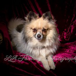 Holly - Pomeranian