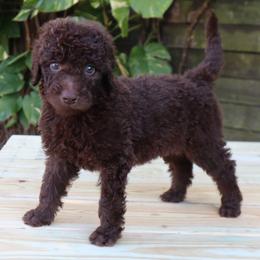 Comet - Chocolate male Goldendoodle puppy in Palmetto Bay, Florida from SOMIDOODLES