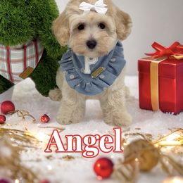 Angel - Apricot female Maltipoo puppy in Buford, Georgia from Petite Posh Puppies
