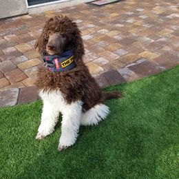Poodle Puppies from Semper Poodelis