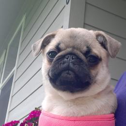 Golden Retriever and Pug Puppies from Ebert Pugs