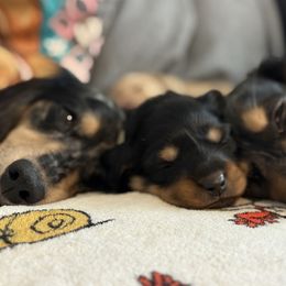 Dachshunds from Shoebox Doxie’s