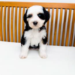 Peggy - Tri-color female Bernedoodle puppy in Diamond Bar, California from Furrytaildoodles