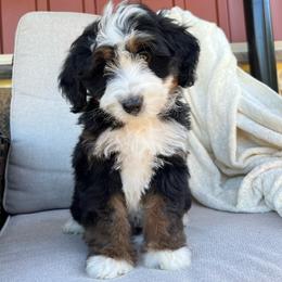Zoey - Tri-color female Bernedoodle puppy in Holtwood, Pennsylvania from Country Ridge Puppies