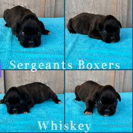 Whiskey - Brindle male Boxer puppy in Madisonville, Texas from Sergeant's Boxers