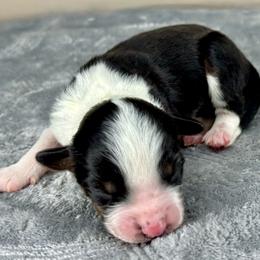 BTF7 - Black tri-color female Aussiedoodle puppy in Prague, Oklahoma from Classic K9’s  Aussies & Doodles