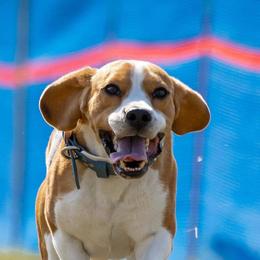 Beagles from Merrylee Beagles