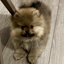 Pomeranian Puppies from Lori’s Precious Poms