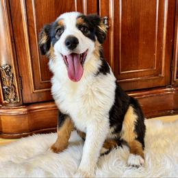 Holly - Black tri female Miniature American Shepherd puppy in Ash Grove, Missouri from 3 Barrels Farms, LLC