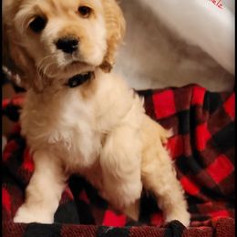 Cocker Spaniel Puppies from -PrincetonzSpanielz-