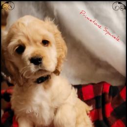 Cocker Spaniel Puppies from -PrincetonzSpanielz-