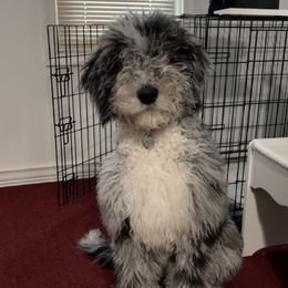 Bernedoodle and Goldendoodle Puppies from A.N.A. Doodles