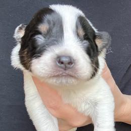 Girl 2 - Blue female Australian Cattle Dog puppy in Irvington, Kentucky from Dry Valley’s Australian Cattle Dogs