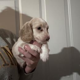 Clark - Cream male Dachshund puppy in Cheyenne, Wyoming from Great Basin Hounds