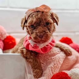 Athene - Red  female Goldendoodle puppy in Iola, Texas from Supreme Doodles of Texas
