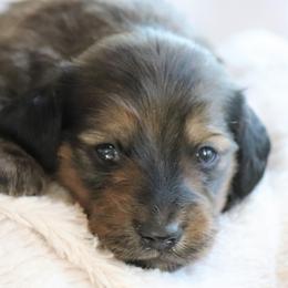 Dachshund Puppies from Chadwick Farms Mini Dachshunds