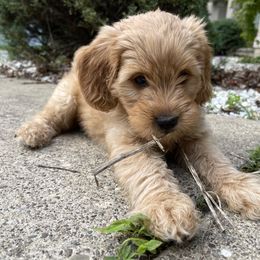 Goldendoodle Puppies from Coal Country Doodles