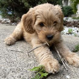 Goldendoodle Puppies from Coal Country Doodles