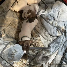 Dachshund Puppies from Hursh’s Hounds