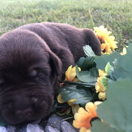 Dilute Retriever and Labrador Retriever Puppies from CKB Labradors