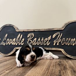 Girl 1 - Black brown and white female Basset Hound puppy in Liberty, Kentucky from Lovable Basset Hounds