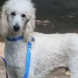 Poodles from Kendra Mast
