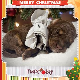 TWIX - Brown and white male Aussiedoodle puppy in Houston, Texas from Jomelkin Furry Pals