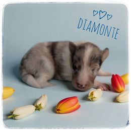 Diamonte - White blue merle and tan male Shetland Sheepdog puppy in Minnesota from Sheltie Puppies