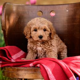 Orange - Apricot male Cavapoo puppy in Centerville, Utah from Beehive Fur Friends