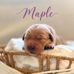 Maple - Dark golden female Golden Retriever puppy in San Bernardino, California from Thegoldendreams1