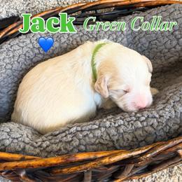 Jack - Caramel cream male Australian Labradoodle puppy in Caldwell, Idaho from Leila Pearson