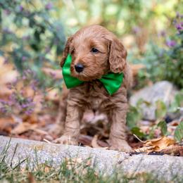 Goldendoodle Puppies from Dean Doodles