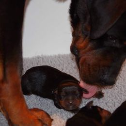 Rottweiler Puppies from Ostenberg Rottweilers LLC