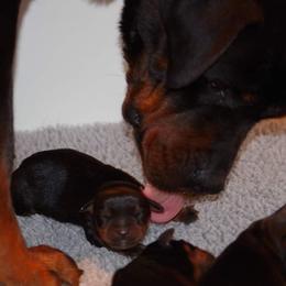 Rottweiler Puppies from Ostenberg Rottweilers LLC