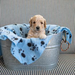 Goldendoodle Puppies from Hershey PAw Doodles