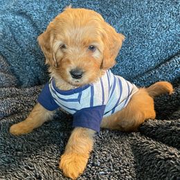 Goldendoodle and Poodle Puppies from Duffey’s IncrediDoodles