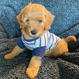Goldendoodle and Poodle Puppies from Duffey’s IncrediDoodles