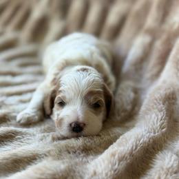 Raven - Parti female Goldendoodle puppy in Jacksonville, Florida from Dandelion Doodles