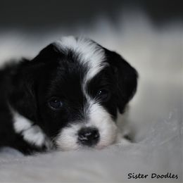 Goldendoodle and Aussiedoodle Puppies from Sister Doodles