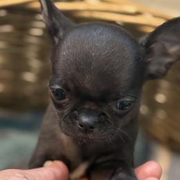 Chihuahuas from Chihuahuas manzanita